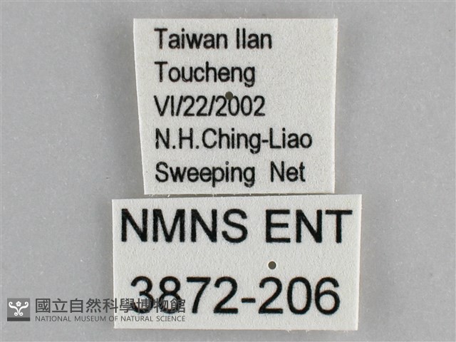 網絲蛺蝶、石牆蝶藏品圖，第3張