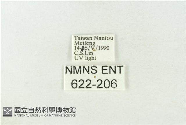 棍棒污燈蛾藏品圖，第3張