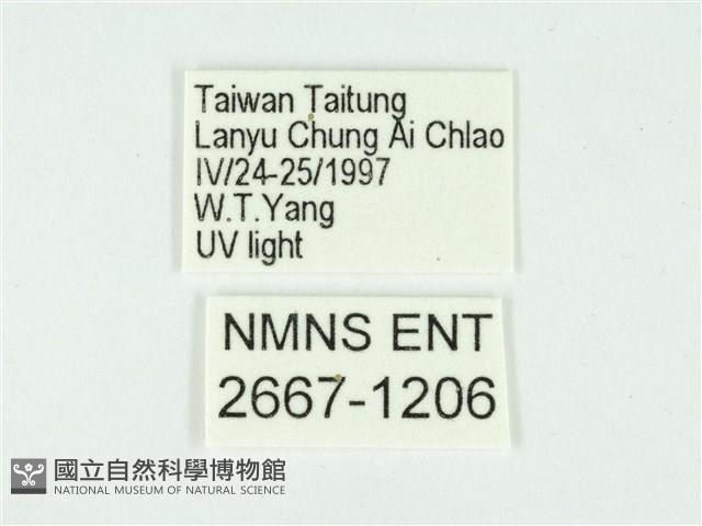 叉紋閃舞蛾藏品圖，第3張