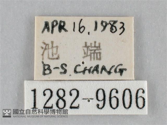 澄線尺蛾藏品圖，第3張