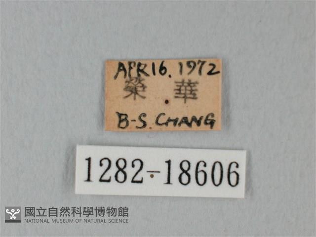 日本紫灰蝶藏品圖，第3張