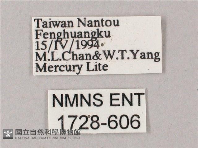 榆綠天蛾藏品圖，第3張