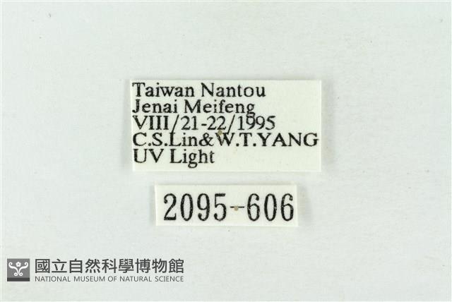 臺洒波紋蛾藏品圖，第3張