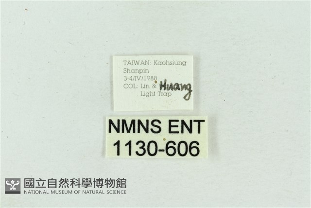 菊池污燈蛾藏品圖，第3張