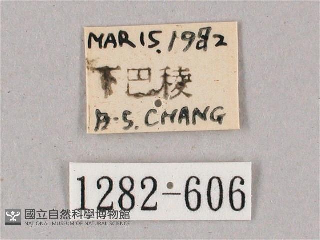 榆綠天蛾藏品圖，第3張