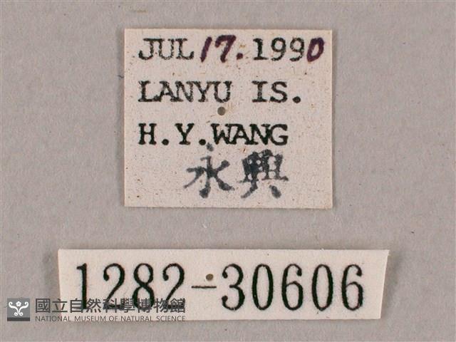 背帶斜紋天蛾藏品圖，第3張