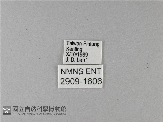 大白斑蝶藏品圖，第3張