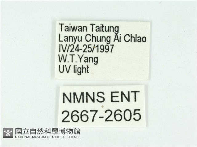 叉紋閃舞蛾藏品圖，第3張