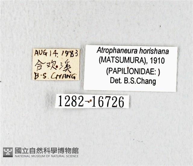 曙鳳蝶藏品圖，第3張