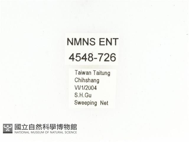 銅點花金龜藏品圖，第2張