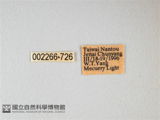 紅目天蠶蛾藏品圖，第3張