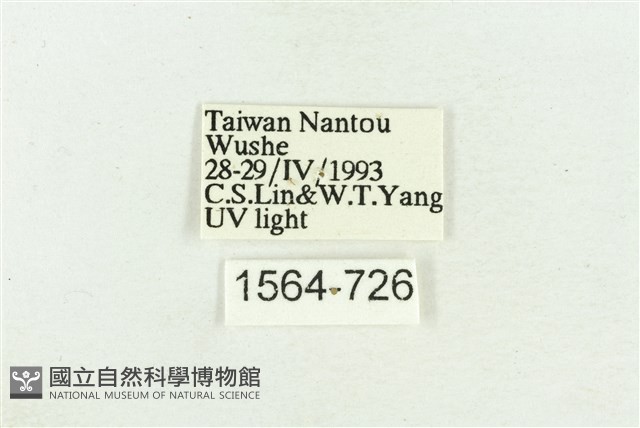 臺灣斑蕊夜蛾藏品圖，第3張