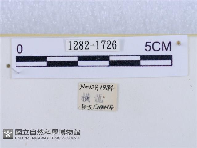 閃光苔蛾藏品圖，第3張