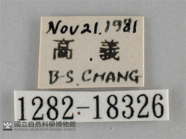 纖粉蝶藏品圖，第3張
