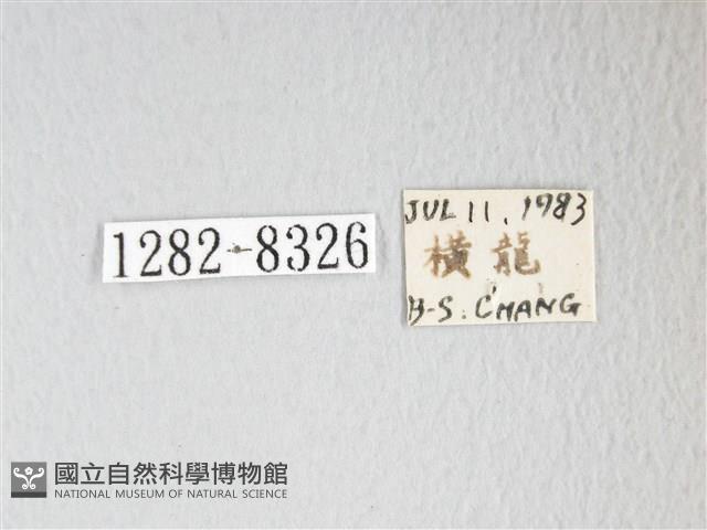 圓翅大鉤蛾藏品圖，第3張