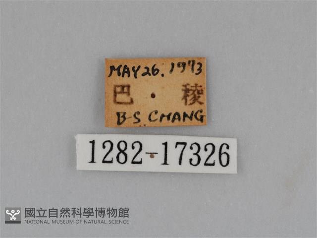 圓翅鉤粉蝶藏品圖，第3張