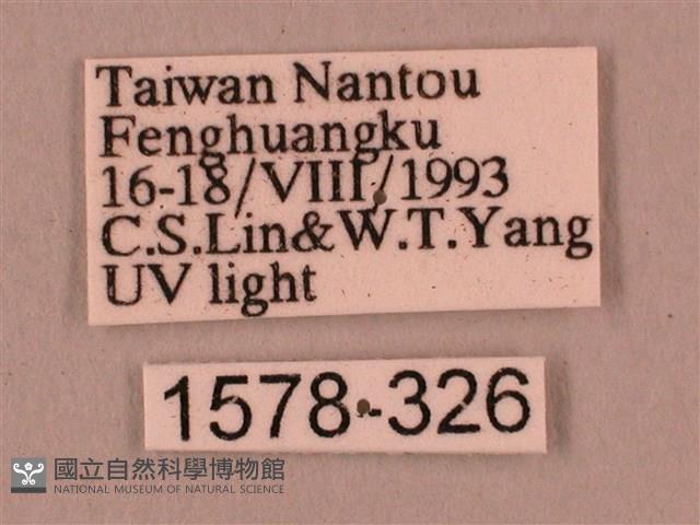 直翅六點天蛾藏品圖，第3張