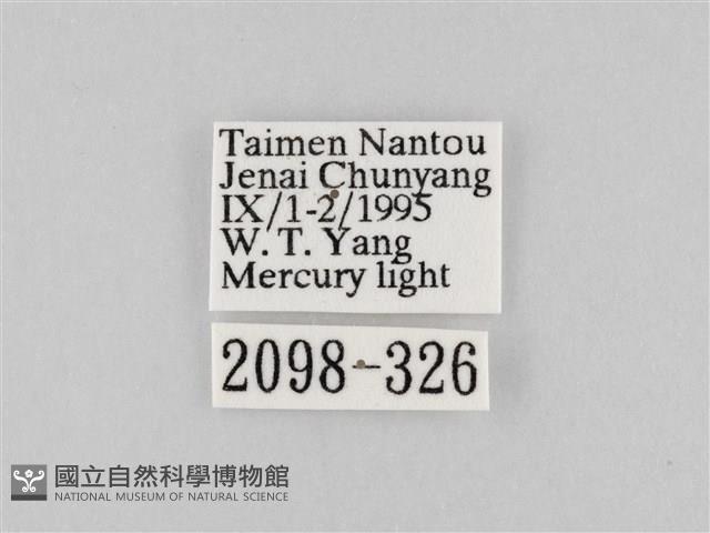 長斑擬燈蛾藏品圖，第3張