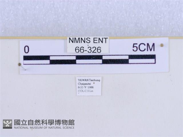 巨網燈蛾藏品圖，第3張