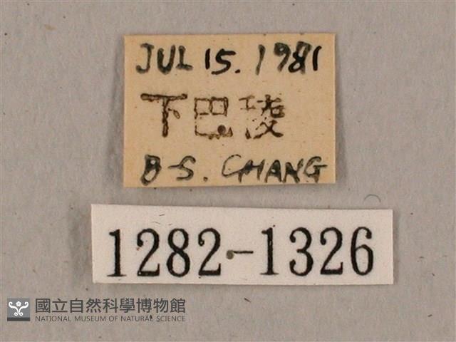 廣東鷹翅天蛾藏品圖，第3張