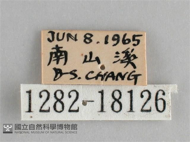 鋸粉蝶藏品圖，第3張