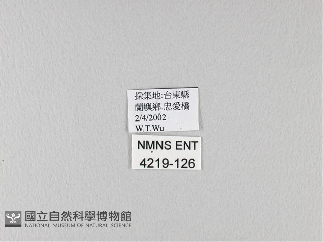翠鳳蝶蘭嶼亞種藏品圖，第3張