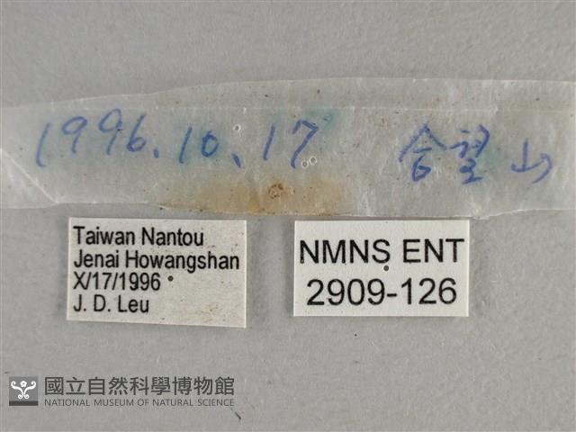 寬邊橙斑弄蝶藏品圖，第3張