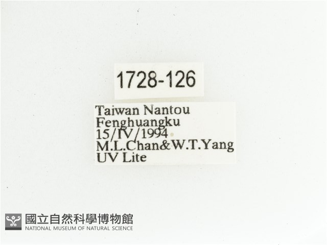 艷金龜藏品圖，第2張