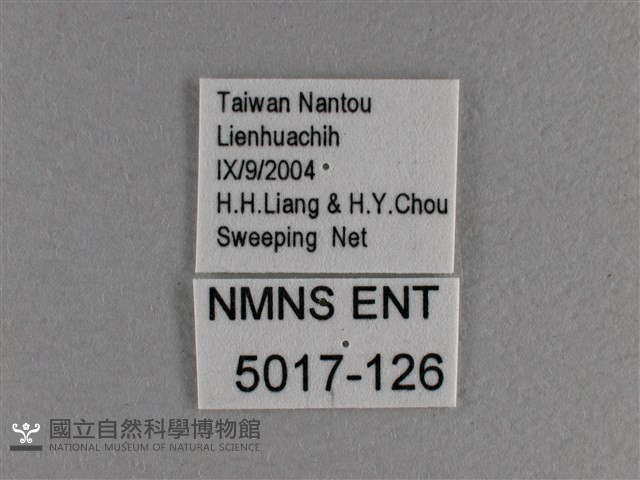 黃豹盛蛺蝶藏品圖，第3張
