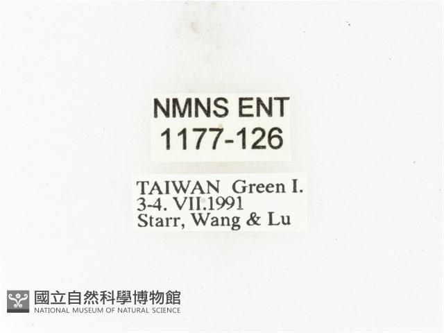 藍艷白點花金龜藏品圖，第2張