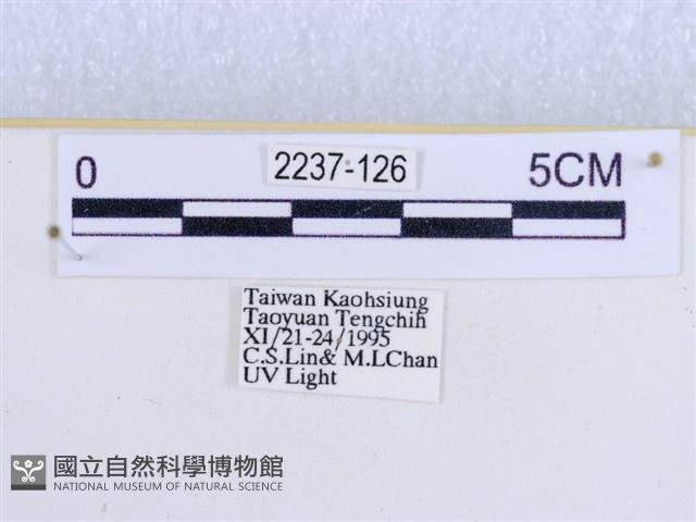 閃光苔蛾藏品圖，第3張