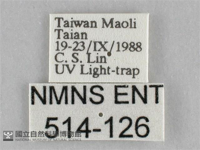 長斑擬燈蛾藏品圖，第3張