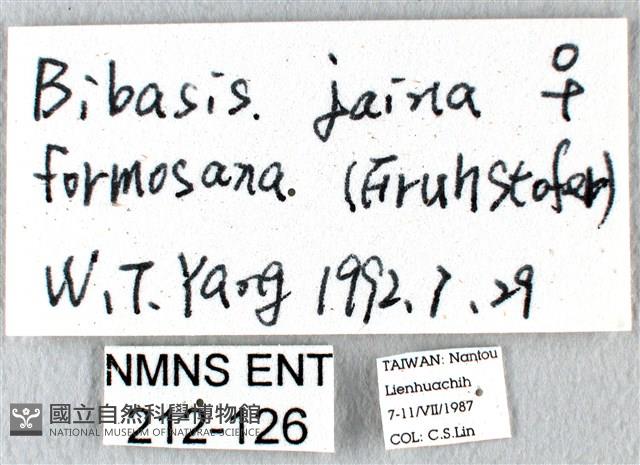 黑齒紋灰褐尺蛾藏品圖，第3張