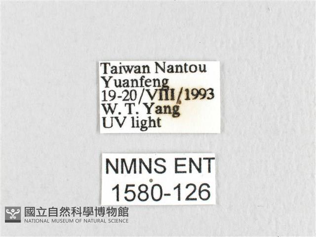 臺灣鋸紋枯葉蛾藏品圖，第3張