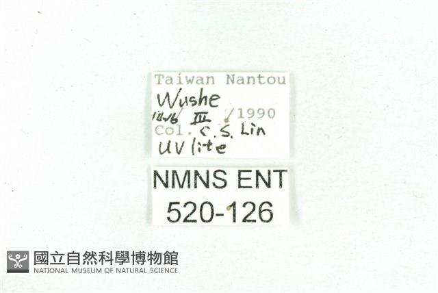 乳白斑燈蛾藏品圖，第3張