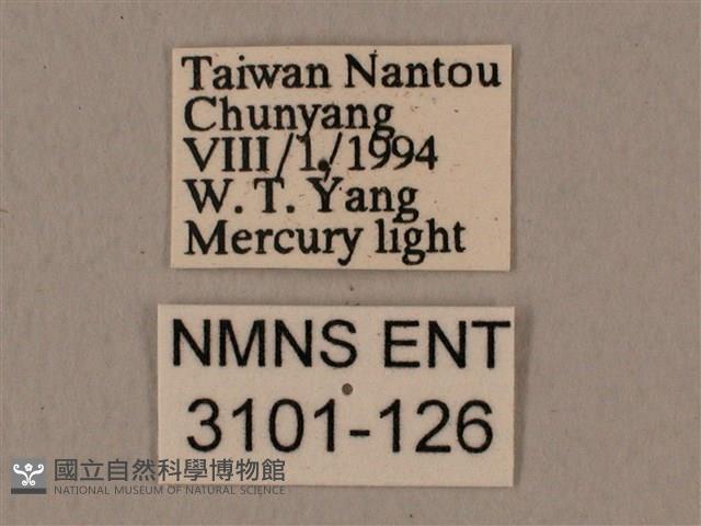 背中白天蛾藏品圖，第3張