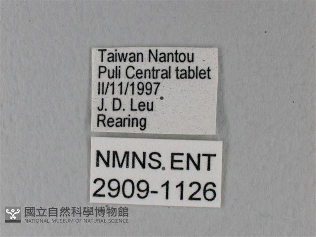 白粉蝶、紋白蝶藏品圖，第3張