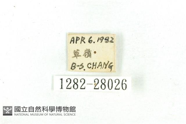 乳白斑燈蛾藏品圖，第3張