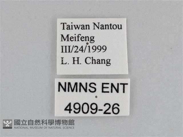 紫帶眉眼蝶藏品圖，第3張