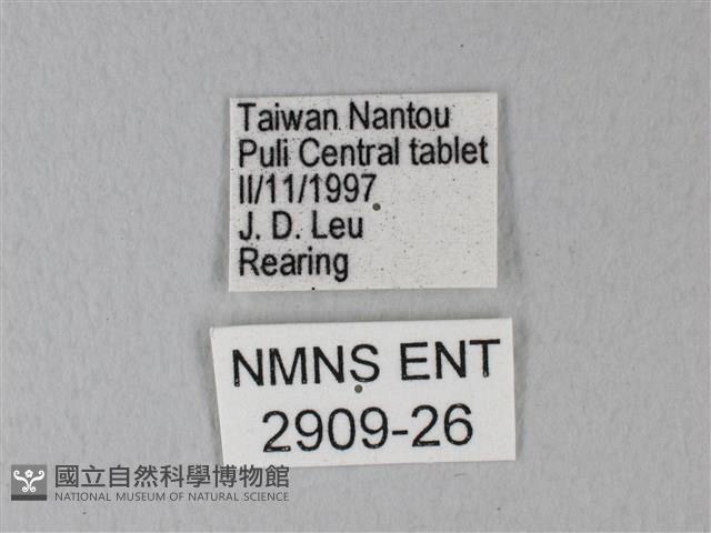 緣點白粉蝶藏品圖，第3張