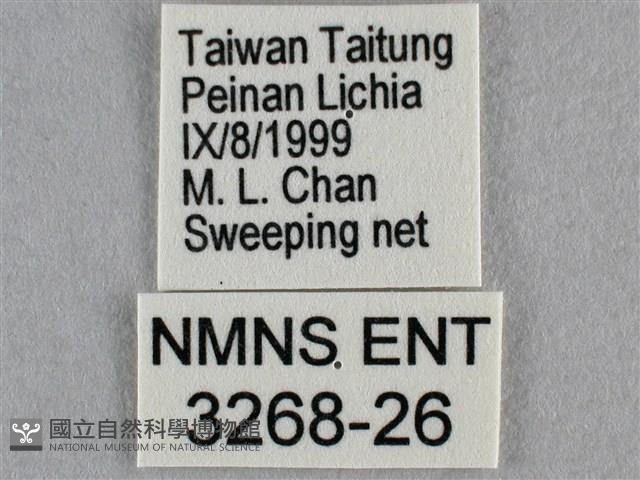 黑星灰蝶藏品圖，第3張