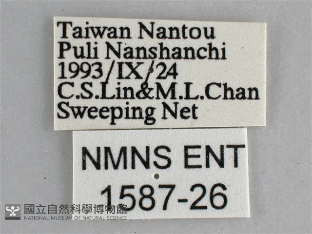 黯眼蛺蝶藏品圖，第3張