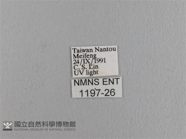 波紋枯葉蛾藏品圖，第3張