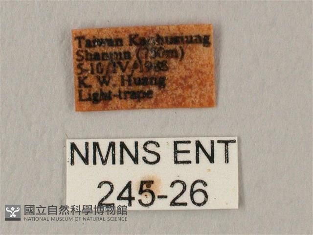 白星天蛾藏品圖，第3張