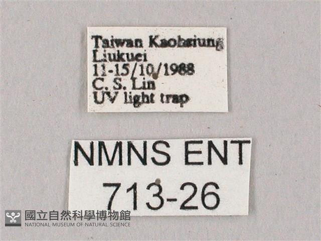 白點天蛾 藏品圖，第3張