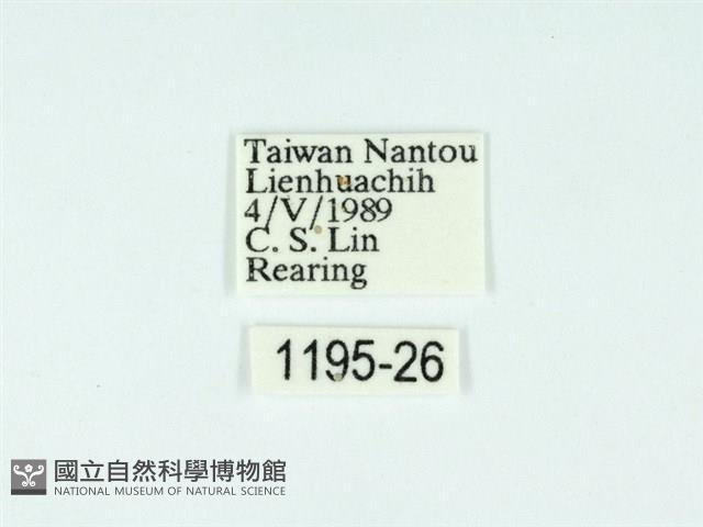 黃肩奇蛾藏品圖，第3張