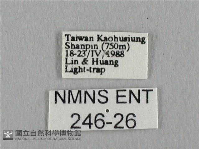 長尾水青蛾藏品圖，第3張