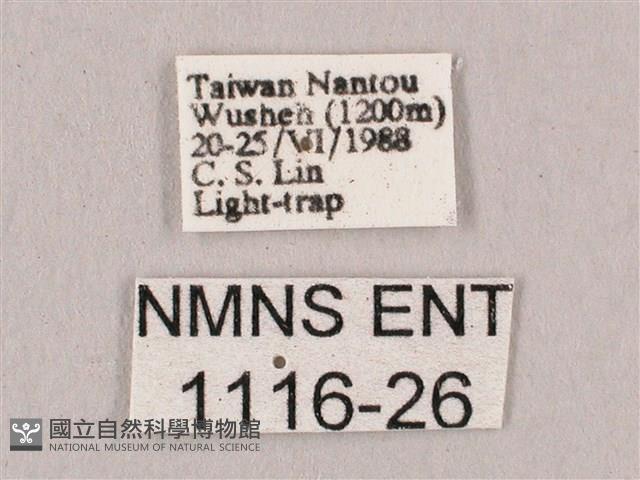 直翅六點天蛾藏品圖，第3張