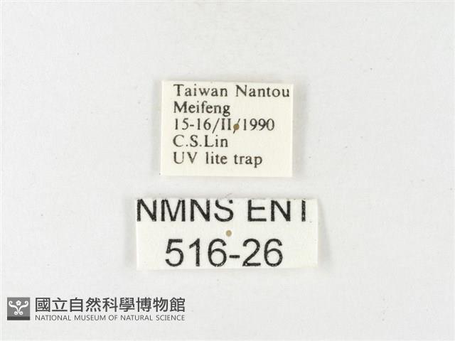 紋黃粉蝶藏品圖，第3張