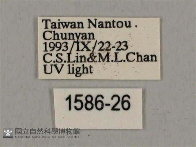 廣東鷹翅天蛾藏品圖，第3張